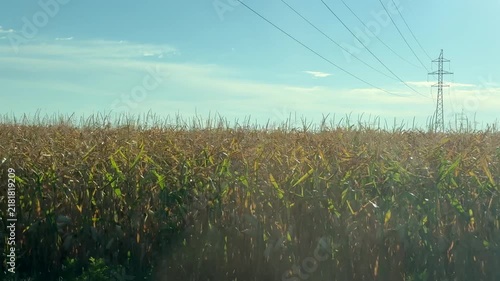 Сorn fields from the car window in sunlight