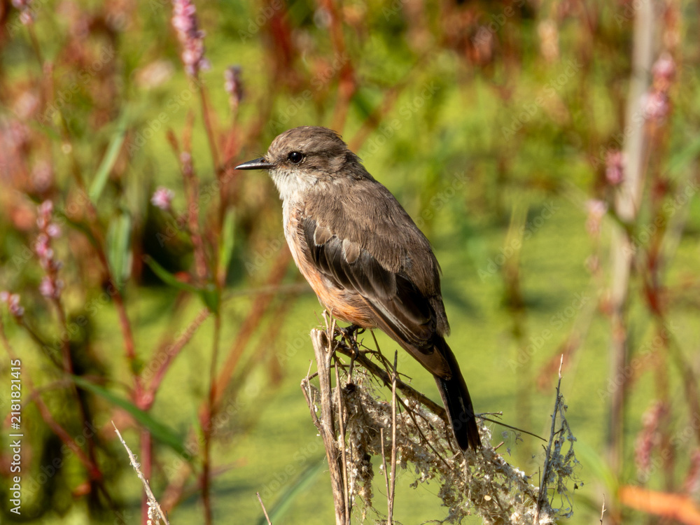 Obraz premium Papamoscas Cardenalito Pyrocephalus rubinus Vermilion Flycatcher