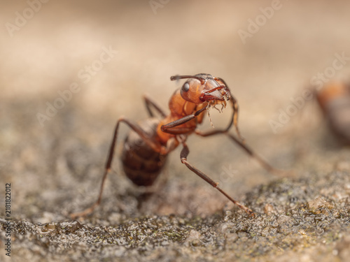 Die Nahaufnahme zeigt eine rote Waldameise in aufgerichteter Abwehrhaltung mit leicht geöffneten Mandibeln.