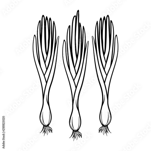 Black and white hand drawn of leeks