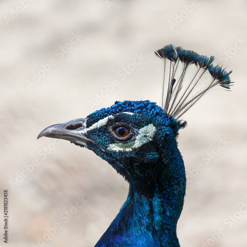 Peacock's head in profile