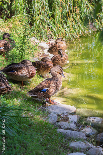 Female mallards doze on the shore
