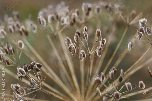 Dill umbrel with seeds
