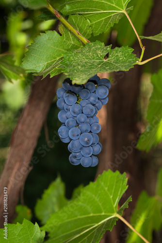 A bunch of ripe blue grapes