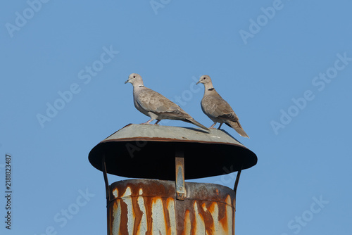 Collared doves on a chimne
