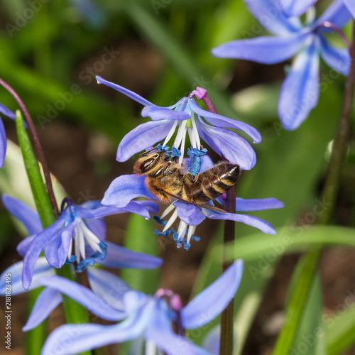 A bee collects blue pollen