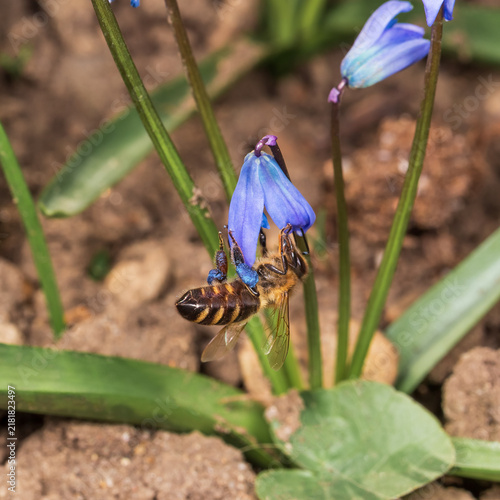 A bee on squill flower