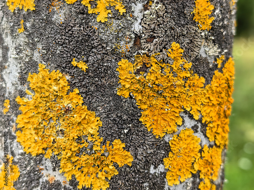 Fotografía Macro close up of yellow xanthoria lichen on tree bark surface