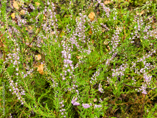 Photography Pink heather flowers blooming in wild moorland with green foliage