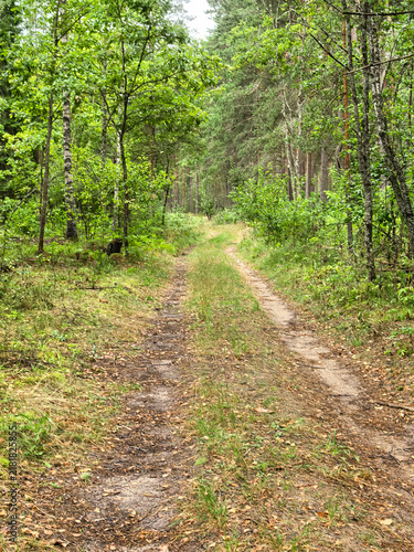 Cuadro en lienzo Dirt path winding through a lush green mixed forest in summer
