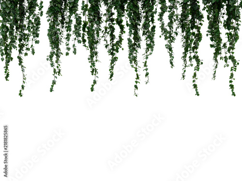 Dense green vines with small leaves cascade downward against a pure black backdrop, offering versatile natural texture for design projects.