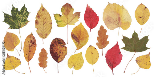 Fallen Autumn Leaves Mix on White Background. Fall multicolor different leaves collection. Dried pressed leaf set
