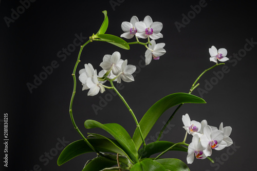 A macro close-up captures delicate white Phalaenopsis orchid flowers with vivid purple-yellow centers along a curved green stem, photographed against a black background 