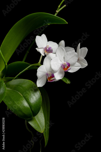 Close-up of white Phalaenopsis orchid flowers with purple centers against black background
