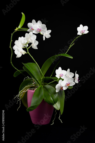 White Phalaenopsis orchid in pink pot with visible aerial roots on black background, blooming orchid plant with multiple flower branches, elegant botanical studio photography, vertical composition
