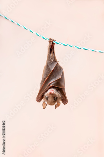 A detailed close-up shot captures a small fruit bat wrapped in its leathery wings, roosting upside down from a thin green and white braided rope. 