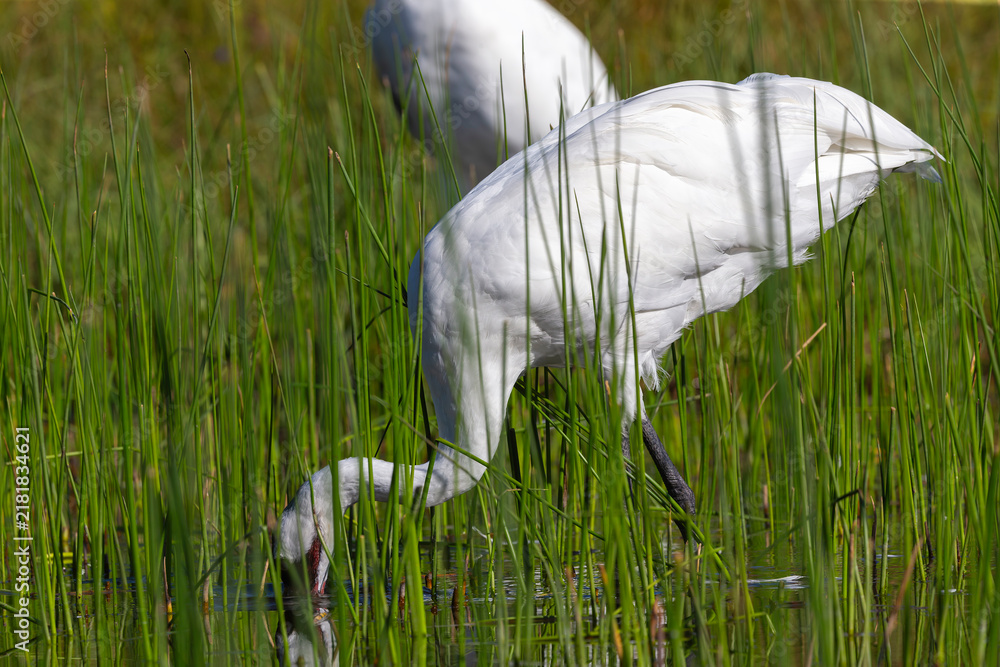 Obraz premium The whooping crane (Grus americana) in the Marsh. Native, rare the tallest North American bird