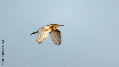 Фотография Squacco Heron (Ardeola ralloides) in Flight with Wings Spread Against Blue Sky,