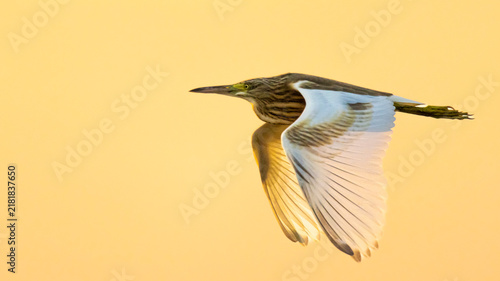 Obraz na plátně Squacco Heron (Ardeola ralloides) in Flight Against Golden Sunset Sky, Akrotiri,