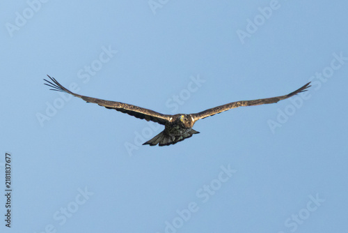 Bild auf Leinwand Juvenile Bonelli's Eagle (Aquila fasciata) Soaring in Flight against Blue Sky, A