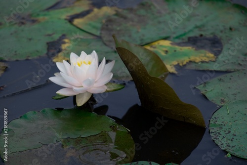 Obraz na płótnie white water lily