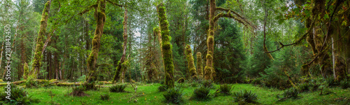 Foto Beautiful wide panoramic view of a mossy pine forest clearing with green grass