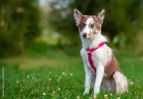 Border Collie Puppy in a Pink Harness on a Lush Lawn