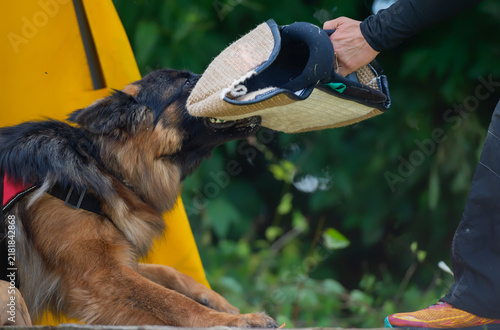 German Shepherd gripping a bite sleeve in training