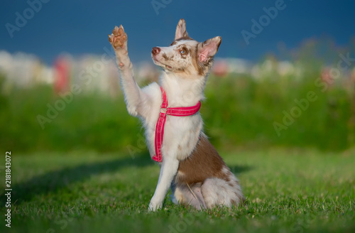 Border Collie Puppy Raising Its Paw in a Sunny Meadow