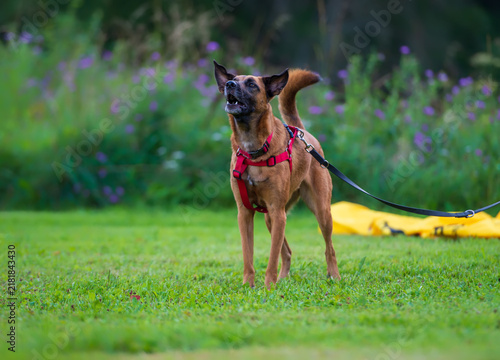 Energetic Dog in a Red Harness on a Vibrant Lawn