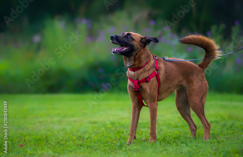 Energetic Dog in a Red Harness on a Lush Green Lawn