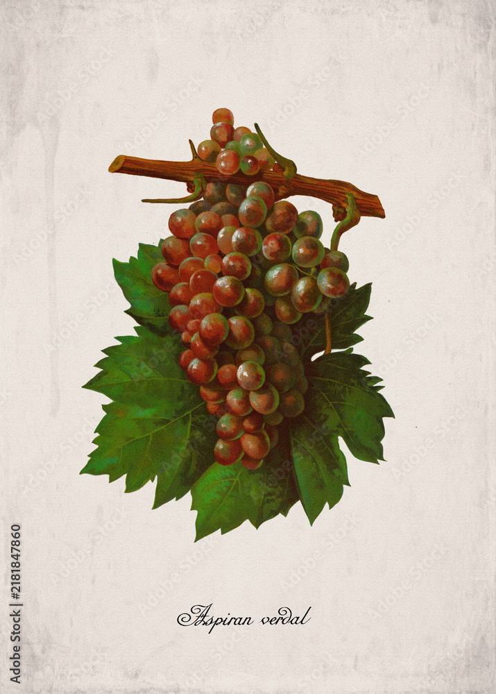 Obraz premium Aspiran verdal Classic Red Wine Grape Variety, Botanical Illustration
