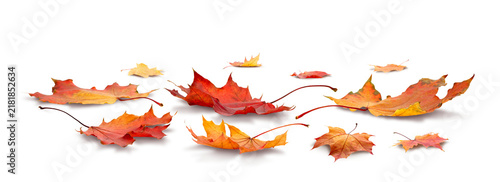 Maple leaf collection isolated on white transparent background, autumn season concept