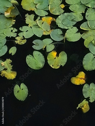 Cuadro en lienzo Abstract nature background with green and yellow lily pads floating on deep dark water