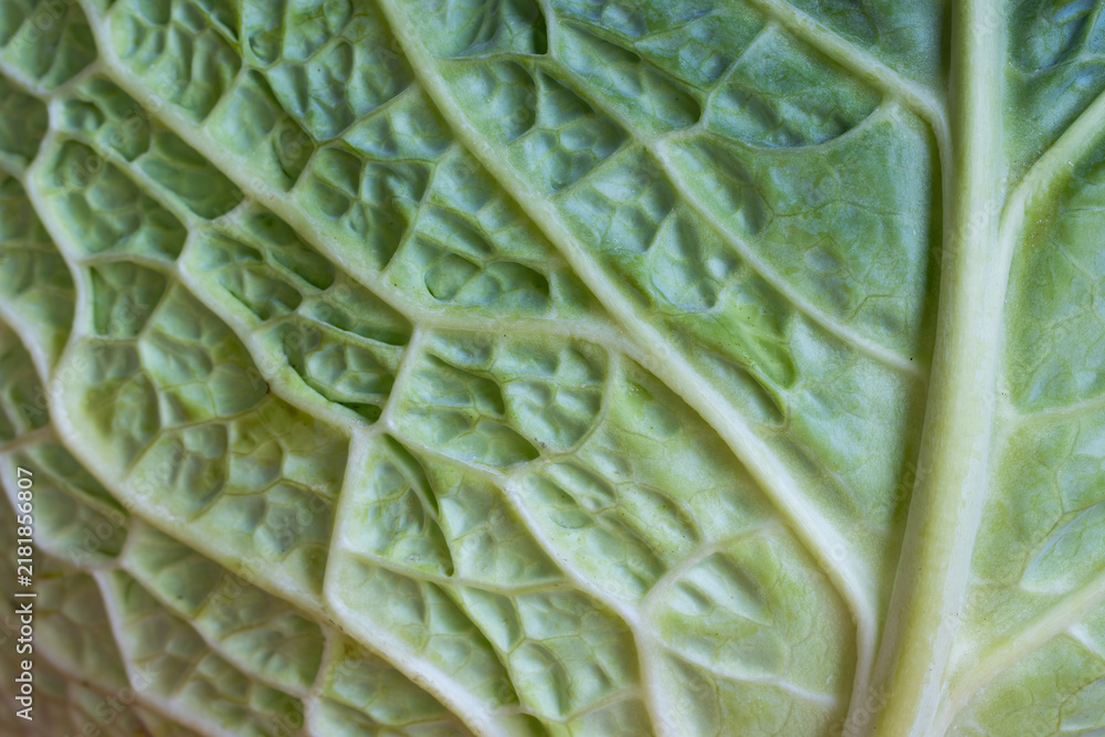 Obraz premium Savoy cabbage leaf structure, macro close-up.