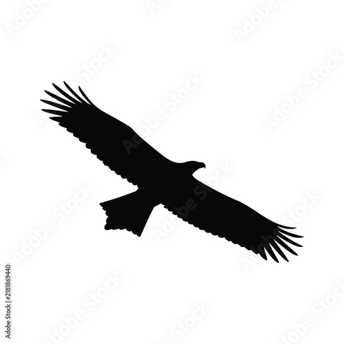 Flying wedge tailed eagle silhouette vector flat illustration design.