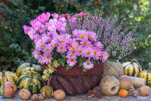 pink Chrysanthemen, Alpenveilchen und Heidekraut in alter Gugelhupfform und Kürbisse im Herbst-Garten	
