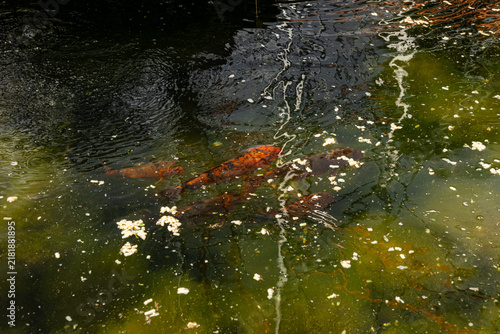Koi Swimming in Garden Pond with Water Reflections