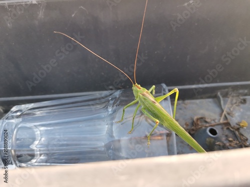 huge european grasshopper