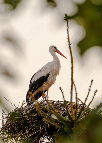 Obraz na płótnie stork in nest
