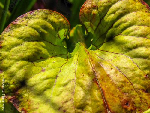 Closeup  of a Snapdragon Leaf 