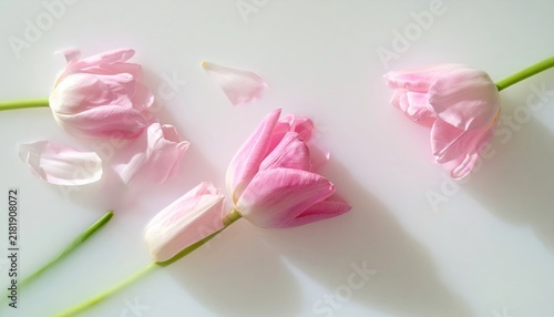 Pink tulips floating in milk with soft shadows, creative floral composition