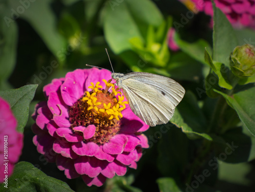 Foto Soft white butterfly rests on vibrant pink zinnia
