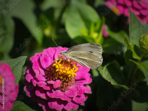 Принти на полотні White butterfly rests on vibrant pink zinnia