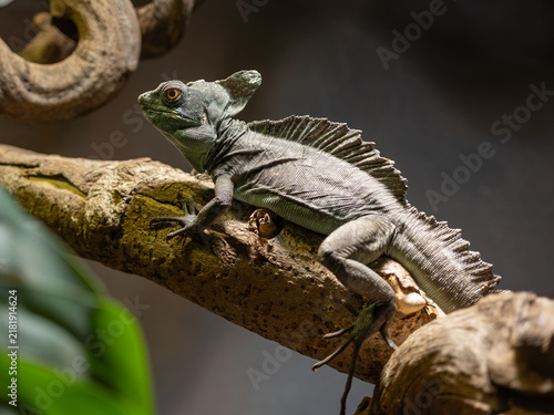 Obraz na plátně Close-up of the head of a green basilisk on a tree trunk.