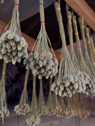 Obraz na płótnie Dried lagurus bunny tails grass bunches hanging photoBunches of fluffy dried lagurus ovatus (bunny tail grass) hanging upside down under a wooden roof for drying process