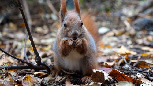 Konstfotografi Wild fluffy squirrel gnawing nuts at forest