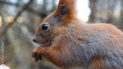 Canvas Print Close up of wild fluffy squirrel eating found walnuts at autumn park