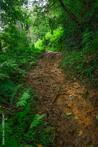 Summer landscape in the Mtirala National Park, Batumi, Georgia.	