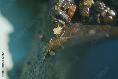 Macro shot of a mayfly nymph clinging to a wet rock